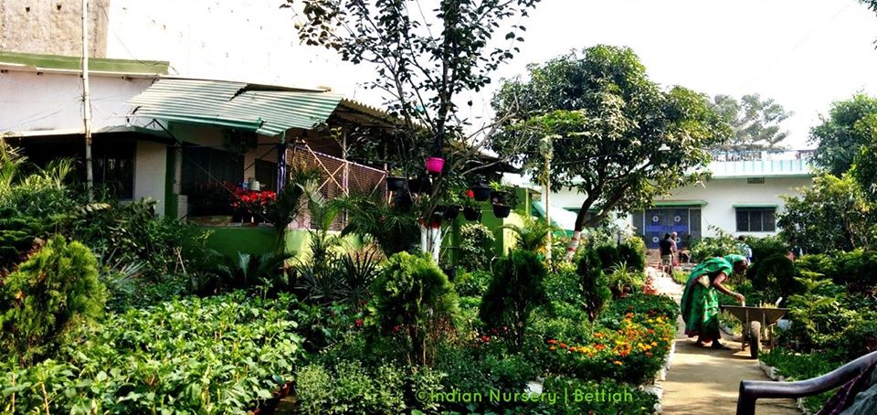 Indian Nursery Bettiah (845438) - West Champaran, Bihar 4 indian nursery champaran